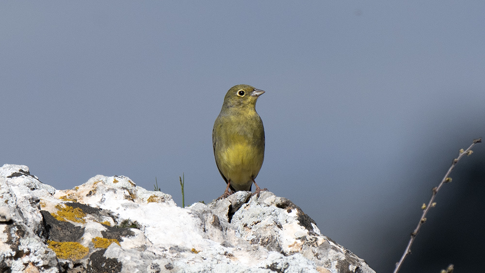 Cinereous Bunting